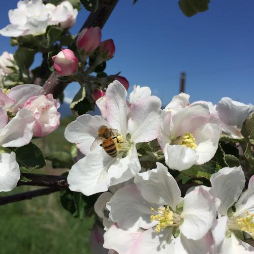 bee among the apple blossoms